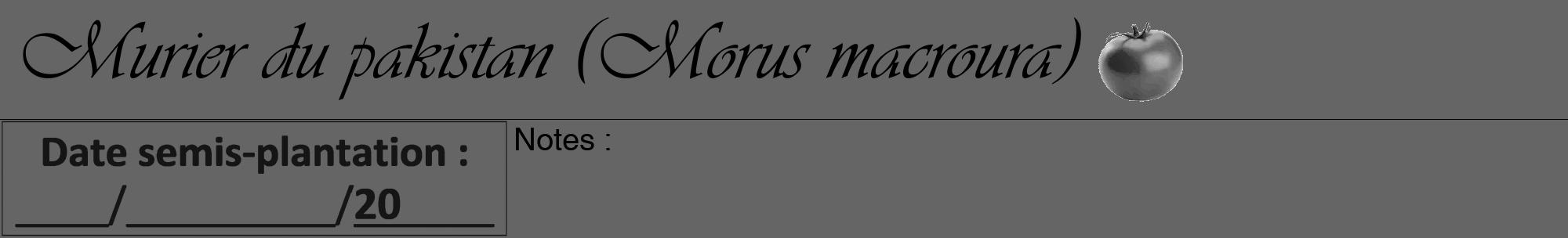 Étiquette de : Morus macroura - format a - style noire32viv avec comestibilité simplifiée