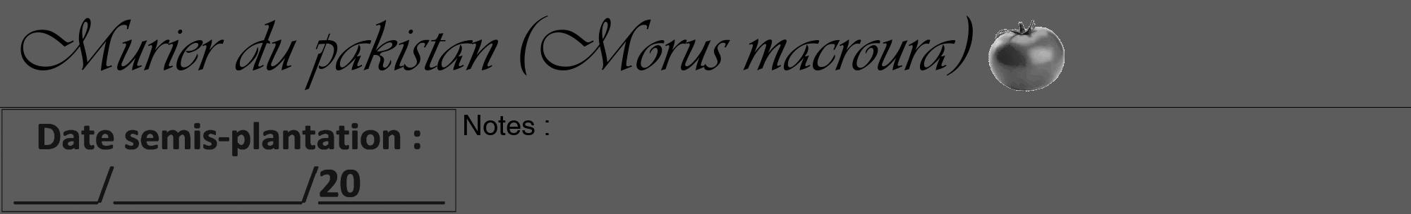Étiquette de : Morus macroura - format a - style noire49viv avec comestibilité simplifiée