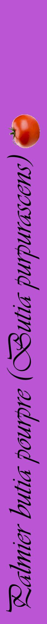 Étiquette de : Butia purpurascens - format a - style noire50viv avec comestibilité simplifiée