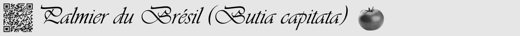 Étiquette de : Butia capitata - format a - style noire18viv avec qrcode et comestibilité simplifiée