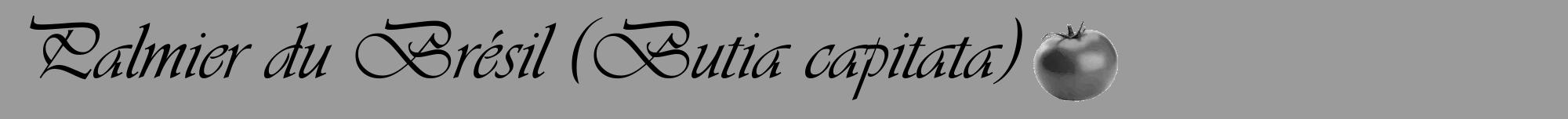 Étiquette de : Butia capitata - format a - style noire52viv avec comestibilité simplifiée