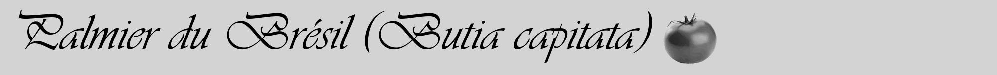 Étiquette de : Butia capitata - format a - style noire56viv avec comestibilité simplifiée