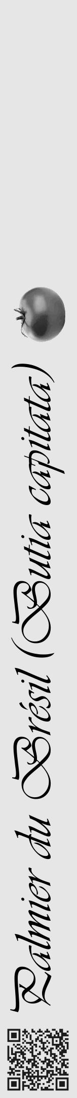 Étiquette de : Butia capitata - format a - style noire18viv avec qrcode et comestibilité simplifiée - position verticale