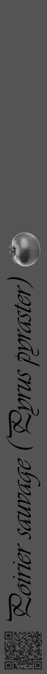 Étiquette de : Pyrus pyraster - format a - style noire30simpleviv avec qrcode et comestibilité simplifiée - position verticale