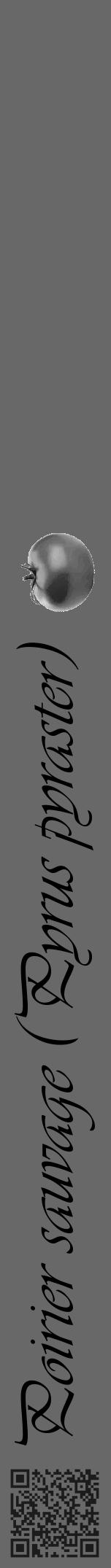 Étiquette de : Pyrus pyraster - format a - style noire6viv avec qrcode et comestibilité simplifiée - position verticale