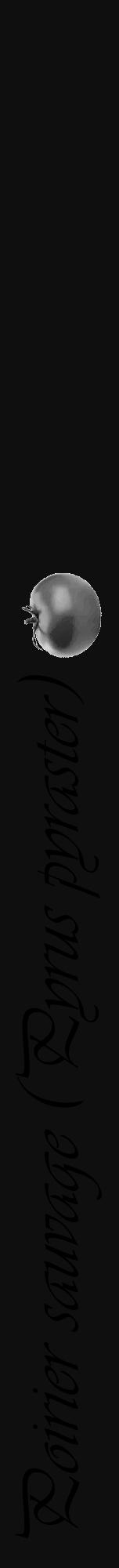 Étiquette de : Pyrus pyraster - format a - style noire7viv avec comestibilité simplifiée - position verticale