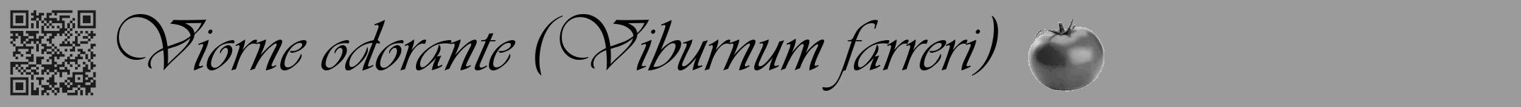 Étiquette de : Viburnum farreri - format a - style noire52viv avec qrcode et comestibilité simplifiée