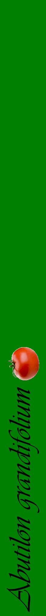 Étiquette de : Abutilon grandifolium - format a - style noire9viv avec comestibilité simplifiée