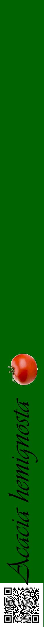 Étiquette de : Acacia hemignosta - format a - style noire8viv avec qrcode et comestibilité simplifiée