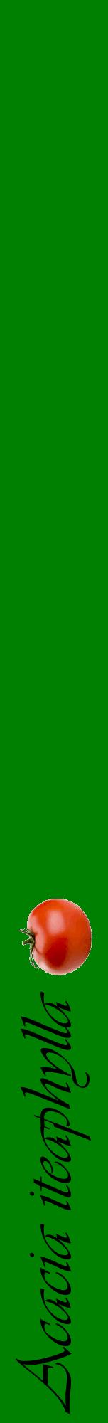 Étiquette de : Acacia iteaphylla - format a - style noire9viv avec comestibilité simplifiée