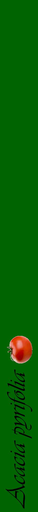 Étiquette de : Acacia pyrifolia - format a - style noire8viv avec comestibilité simplifiée