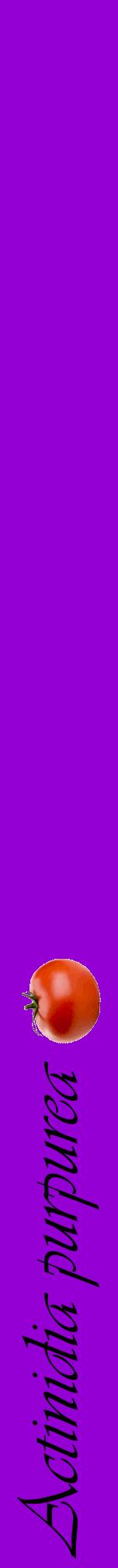 Étiquette de : Actinidia purpurea - format a - style noire48viv avec comestibilité simplifiée