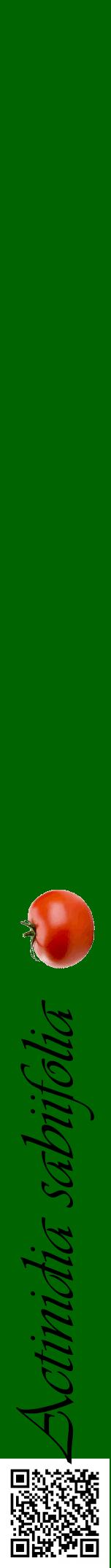 Étiquette de : Actinidia sabiifolia - format a - style noire8viv avec qrcode et comestibilité simplifiée