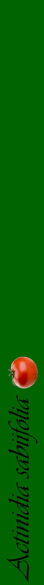 Étiquette de : Actinidia sabiifolia - format a - style noire8viv avec comestibilité simplifiée