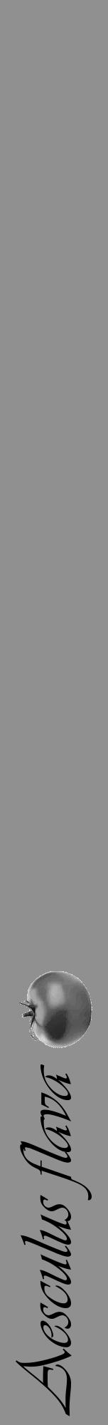 Étiquette de : Aesculus flava - format a - style noire4viv avec comestibilité simplifiée - position verticale