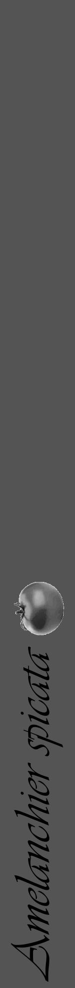 Étiquette de : Amelanchier spicata - format a - style noire36viv avec comestibilité simplifiée - position verticale