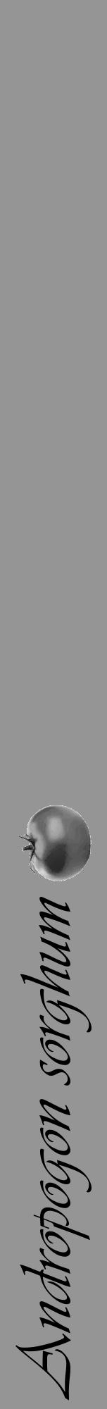 Étiquette de : Andropogon sorghum - format a - style noire16viv avec comestibilité simplifiée - position verticale