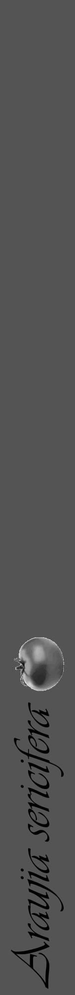 Étiquette de : Araujia sericifera - format a - style noire36viv avec comestibilité simplifiée - position verticale