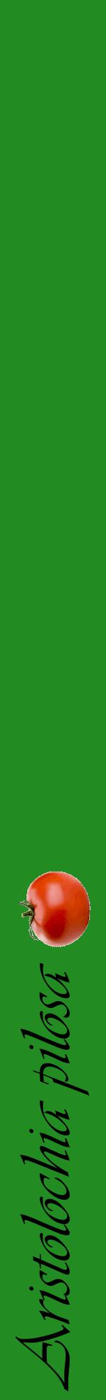 Étiquette de : Aristolochia pilosa - format a - style noire10viv avec comestibilité simplifiée