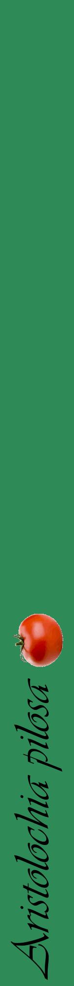 Étiquette de : Aristolochia pilosa - format a - style noire11viv avec comestibilité simplifiée