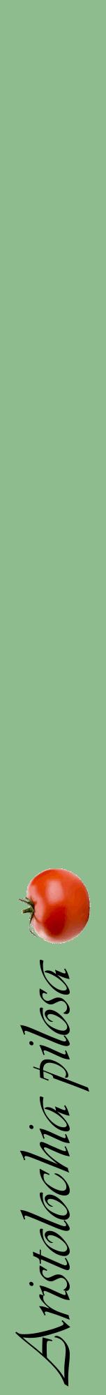 Étiquette de : Aristolochia pilosa - format a - style noire13viv avec comestibilité simplifiée