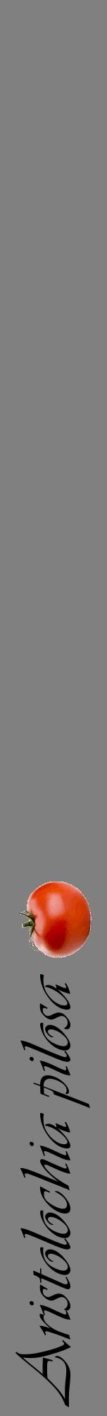 Étiquette de : Aristolochia pilosa - format a - style noire57viv avec comestibilité simplifiée