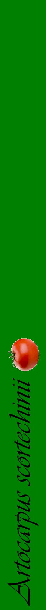 Étiquette de : Artocarpus scortechinii - format a - style noire9viv avec comestibilité simplifiée