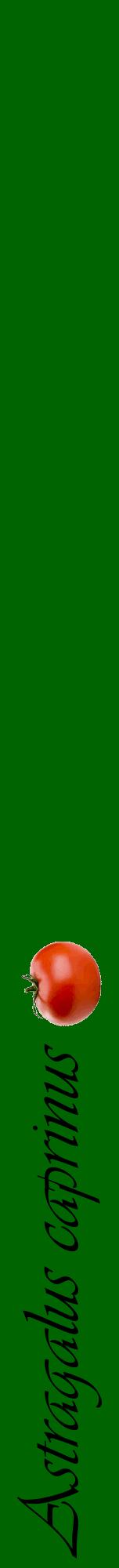 Étiquette de : Astragalus caprinus - format a - style noire8viv avec comestibilité simplifiée