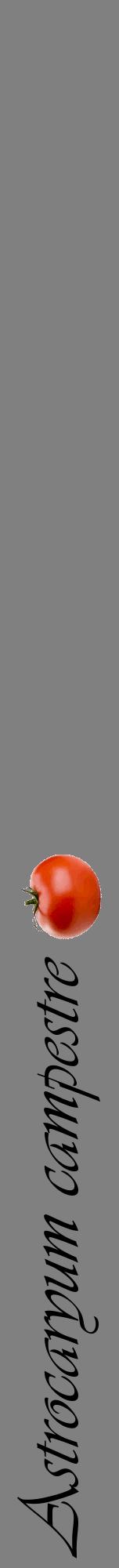 Étiquette de : Astrocaryum campestre - format a - style noire57viv avec comestibilité simplifiée