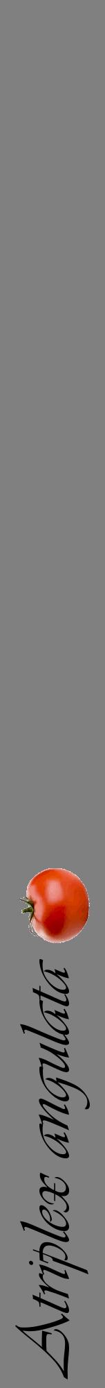 Étiquette de : Atriplex angulata - format a - style noire57viv avec comestibilité simplifiée