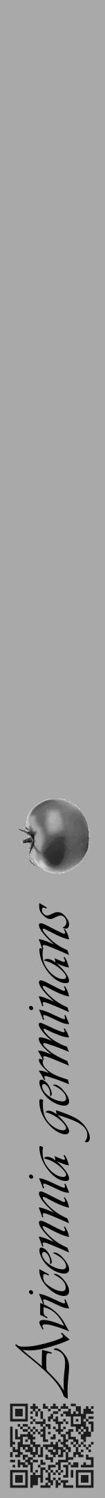 Étiquette de : Avicennia germinans - format a - style noire13viv avec qrcode et comestibilité simplifiée - position verticale