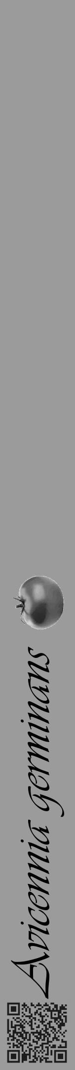 Étiquette de : Avicennia germinans - format a - style noire52viv avec qrcode et comestibilité simplifiée - position verticale
