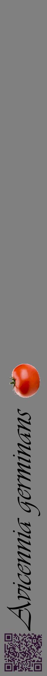 Étiquette de : Avicennia germinans - format a - style noire57viv avec qrcode et comestibilité simplifiée
