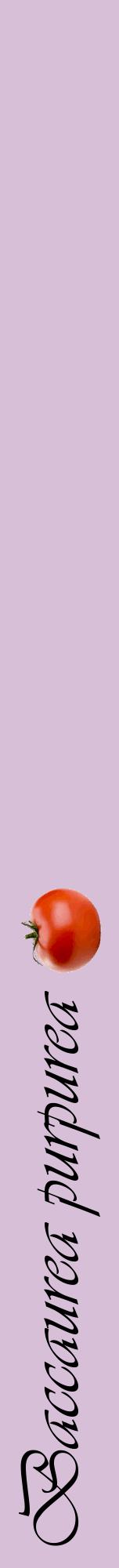 Étiquette de : Baccaurea purpurea - format a - style noire54viv avec comestibilité simplifiée