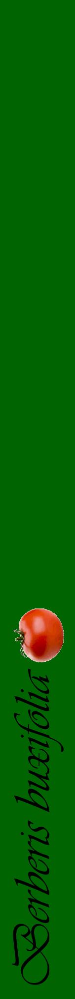 Étiquette de : Berberis buxifolia - format a - style noire8viv avec comestibilité simplifiée