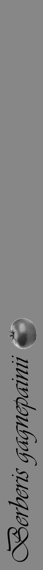 Étiquette de : Berberis gagnepainii - format a - style noire12viv avec comestibilité simplifiée - position verticale
