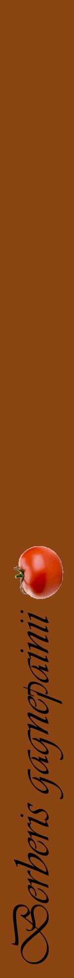 Étiquette de : Berberis gagnepainii - format a - style noire30viv avec comestibilité simplifiée
