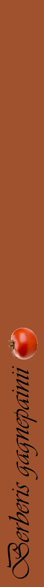 Étiquette de : Berberis gagnepainii - format a - style noire32viv avec comestibilité simplifiée