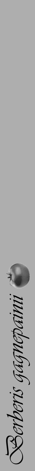 Étiquette de : Berberis gagnepainii - format a - style noire53viv avec comestibilité simplifiée - position verticale