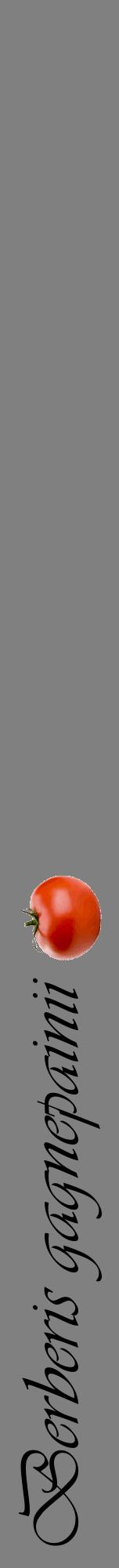Étiquette de : Berberis gagnepainii - format a - style noire57viv avec comestibilité simplifiée