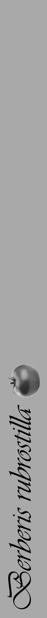 Étiquette de : Berberis rubrostilla - format a - style noire13viv avec comestibilité simplifiée - position verticale