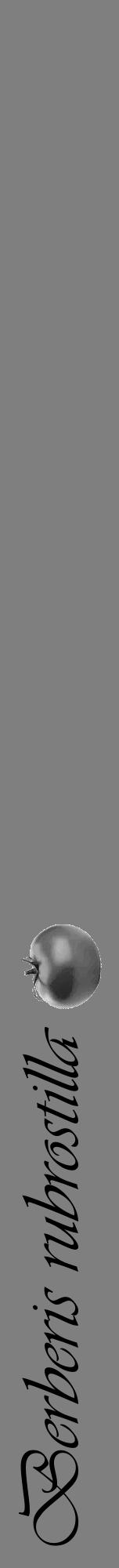 Étiquette de : Berberis rubrostilla - format a - style noire57viv avec comestibilité simplifiée - position verticale