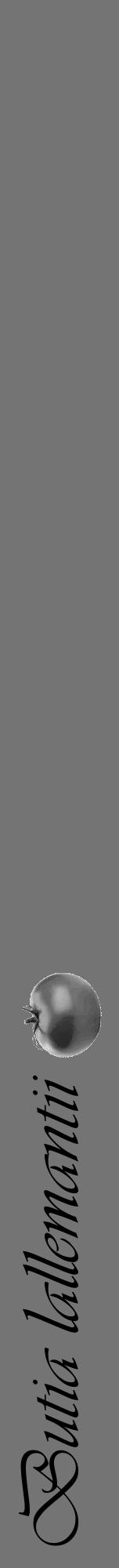 Étiquette de : Butia lallemantii - format a - style noire26viv avec comestibilité simplifiée - position verticale
