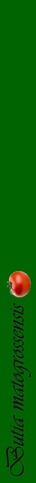 Étiquette de : Butia matogrossensis - format a - style noire8viv avec comestibilité simplifiée