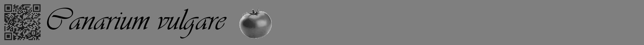 Étiquette de : Canarium vulgare - format a - style noire31viv avec qrcode et comestibilité simplifiée