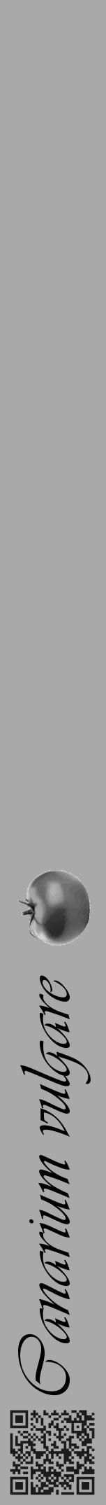 Étiquette de : Canarium vulgare - format a - style noire13viv avec qrcode et comestibilité simplifiée - position verticale