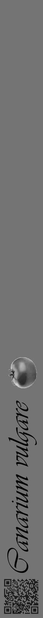 Étiquette de : Canarium vulgare - format a - style noire26viv avec qrcode et comestibilité simplifiée - position verticale