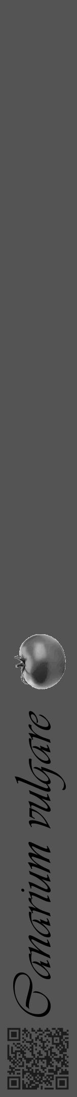 Étiquette de : Canarium vulgare - format a - style noire30viv avec qrcode et comestibilité simplifiée - position verticale