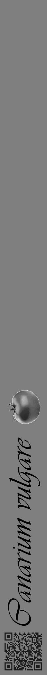 Étiquette de : Canarium vulgare - format a - style noire31viv avec qrcode et comestibilité simplifiée - position verticale