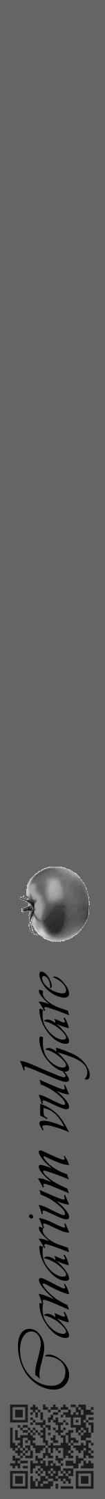 Étiquette de : Canarium vulgare - format a - style noire32viv avec qrcode et comestibilité simplifiée - position verticale